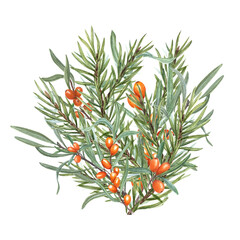 spruce branches and juicy sea buckthorn. winter watercolor illustration isolated on white background