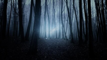 Wall Mural - Dark blue evening foggy light in the woods. Drone shot. Slow movement.