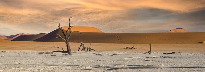 Wall Mural - Namibia, the Namib desert, dead acacia