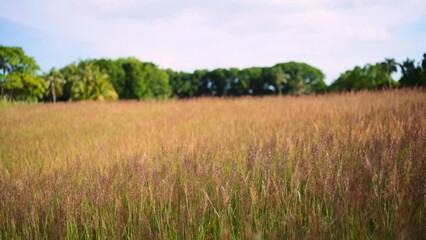 Poster - Beautiful view of cultivated rural field with trees and sky in the background