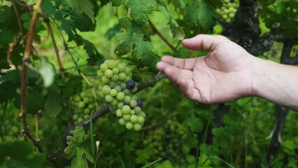 Poster - Hand touching a grape cluster in the tree