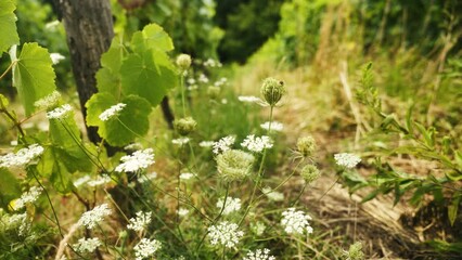 Wall Mural - Selective focus of windy Wild Carrot plants in the garden with blur background