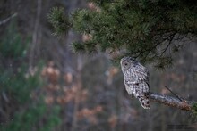 Selective Focus Shot Of A Ural Owl Perched On A Tree Branch