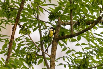 Wall Mural - Parus major is sitting on a branch.