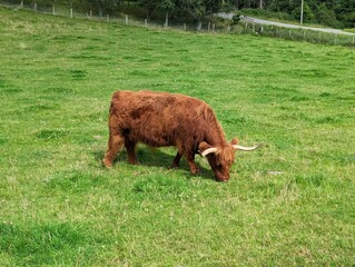 Wall Mural - Large Highland cattle in Scotland
in a grassy field, grazing contentedly