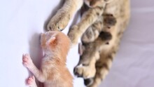 Newborn Cat Near A Mother Tabby Cat Feeding Two Adorable Kittens