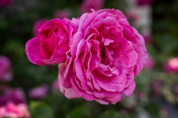 Sticker - Close-up of two vibrant pink roses in full bloom, standing side by side