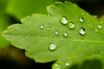 Sticker - Closeup of a green leaf covered with waterdrops