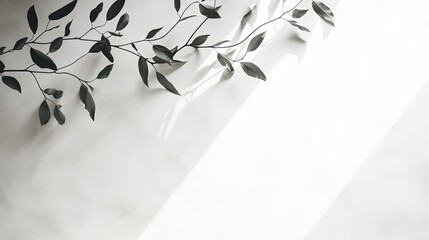 Aufkleber - Leaves on a branch with a shadow against a white textured wall. silhouette concept