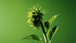 Minimal flower arrangement with sunflower bud cast in artistic shadow against a green backdrop. silhouette concept