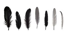 Gorgeous Set Of Black Feathers Alone On A White Backdrop. Silhouette Concept
