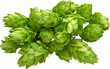isolated pile of hops for beer
