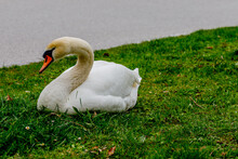 Mute Swan Sitting On Grass On A Field