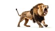 Adult male lion Panthera leo jumping with open mouth on white background. silhouette concept
