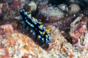 Wall Mural - Close-up of a Phyllidia varicosa sea slug swimming underwater