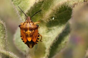 Sticker - a small bug on top of a green plant near water