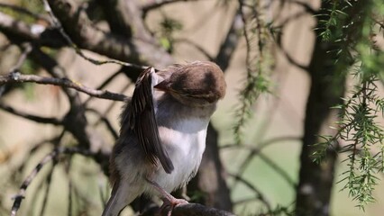 Poster - Closeup video of a fluffy cute House sparrow bird cleaning feathers in the forest