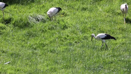 Poster - Scenic view of a group of storks looking for food in a green field