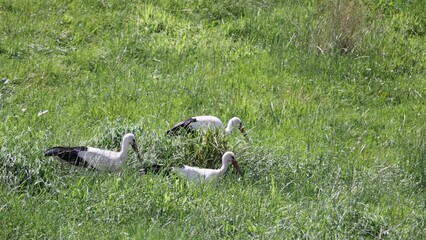 Canvas Print - Closeup video of a group of storks walking in the green grass looking for food