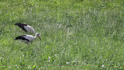 Poster - Closeup video of beautiful storks in the green field on a sunny day