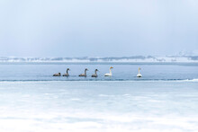 Winter Landscape With Whooper Swans