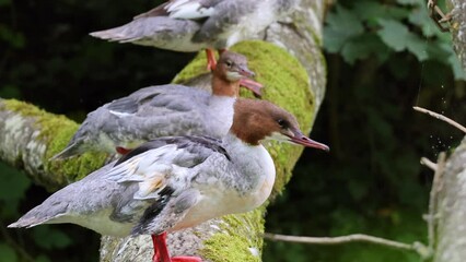 Canvas Print - Closeup video of a group of Common merganser birds on a tree branch