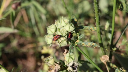 Sticker - Closeup video of a European firebug on a green leaf