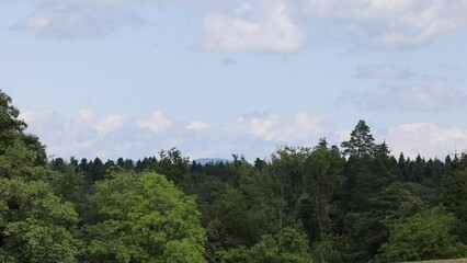 Wall Mural - Footage of forest foliage trees under blue sky