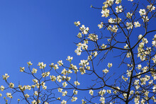 Delicate Dogwood Tree Flowers Blooming Against A Clear Blue Sky