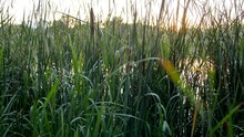 River Reeds Or Cattail Around Which Insects Fly Against The Background Of The Lake. Windless Sunset On The Bank Of A River Or Pond. Peace Of Mind In Nature.