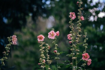 Wall Mural - Selective focus shot of a garden with blooming pink wild rose flowers