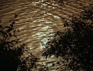 Sticker - the sun shining down through some trees over the water at night