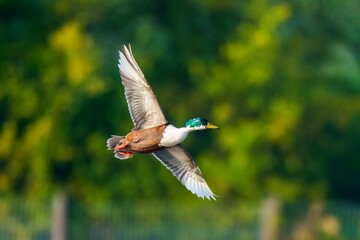 Wall Mural - closeup of a duclair duck in flight on a lush green with a blurry background