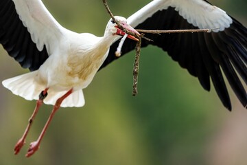 Wall Mural - Majestic white stork is soaring through the sky with a long twig in its talons