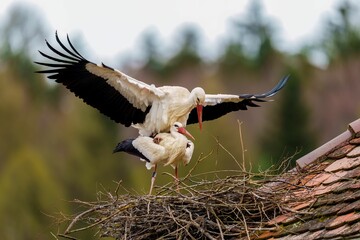 Sticker - Closeup of a White stork perched atop a twig-constructed nest with a blurry background