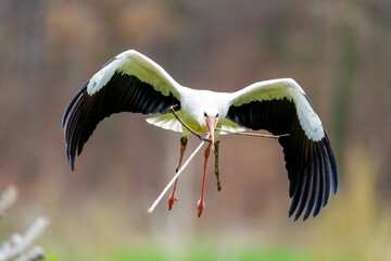 Poster - Majestic white stork is soaring through the sky with a long twig in its talons