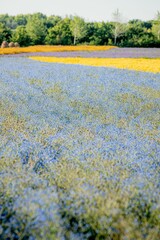 Poster - Vibrant landscape featuring a field of colorful flowers with a few trees in the background