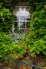 Window Surrounded By Vegetation