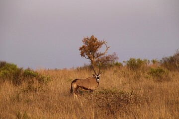 Poster - East African oryx standing amongst the tall grass in a field.