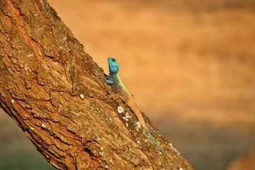 Sticker - Black-necked agama resting on a tree trunk. Acanthocercus atricollis.