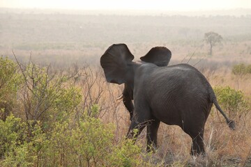 Sticker - African elephant standing amongst shrubs in an open field.