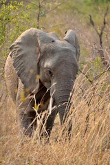 Poster - Majestic African elephant walking in a savannah terrain surrounded by lush grass and trees.