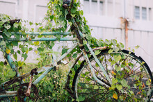  Ivy Covered Bicycle