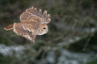 Tawny owl with widely spread wings flying in the forest. Wild nature animal. Owl flying in the air with dark blurred nature in background. European winter season.