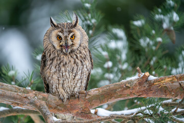 Poster - Shouting long-eared owl sitting on a tree branch. Winter forest with coniferous trees and noctural bird. Asio Otus.