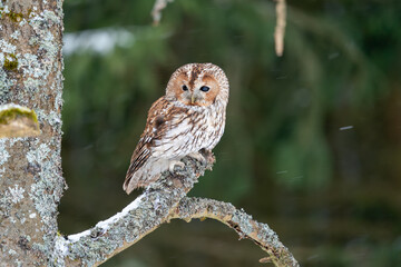 Poster - Tawny owl sitting in the forest on a tree branch. Snow in the forest. Winter nature with noctural animal.