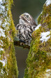 A curious owl hiding between two moss-covered tree trunks. Winter nature scene with a cute little owl. Athene noctua