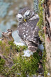 Sleeping little owl on a tree trunk with moss and snow looking directly to the camera. Closeup photo of small owl in wild winter nature. Athene noctua