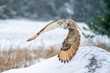 Siberian Eagle Owl flying from right to the left. Closeup photo of the owl with spread wings. Animal winter theme. Bubo bubo sibircus