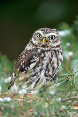Poster - A curious little owl peeping from the branches of a coniferous tree. Winter wildlife photo with a small owl looking to the right. Athene noctua